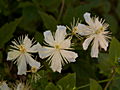 Clematis vitalba Paul Farges IMG_7137 Powojnik